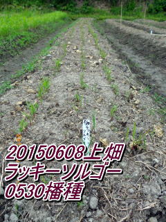 20150608上畑 ラッキーソルゴー 0530播種