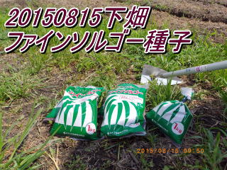 20150815下畑 ファインソルゴー種子