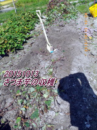 20151013 さつま芋の収穫