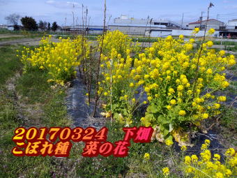 20170324　下畑 こぼれ種　菜の花