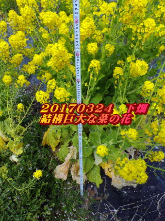 20170324　下畑 結構巨大な菜の花
